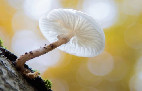 Porcelain fungus (Oudemansiella mucida)