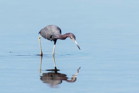 Little Blue Heron (Egretta caerulea) hunting