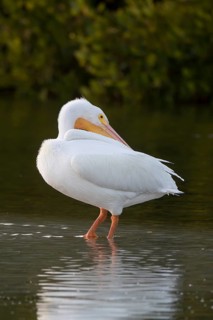American White Pelican (Pelecanus erythrorhynchos) standing in water