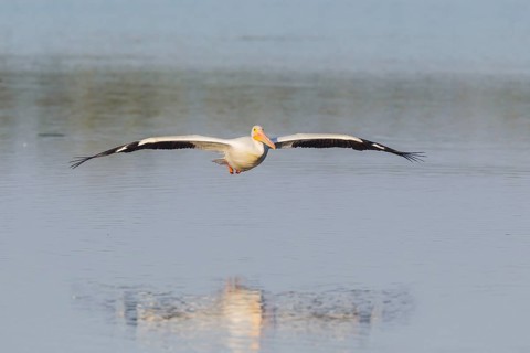 American white pelican (Pelecanus erythrorhynchos) in flight over water
