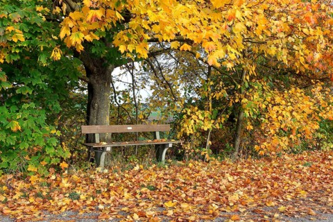 Bench under autumnal maple trees (Acer campestre)