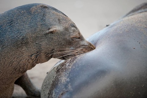 Galapagos Sea Lions (Zalophus wollebaeki)