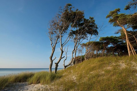Dune and forest
