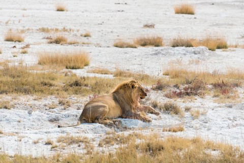 Lion (Panthera leo)
