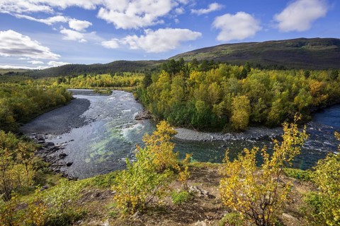 Autumn coloured birch trees on the Abiskojakka river
