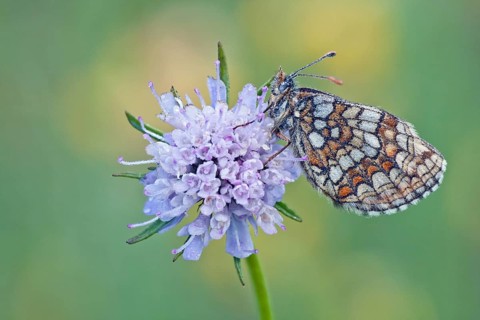 Heath Fritillary (melitaea athalia) perched on a Field Scabiosa (Knautia arvensis)