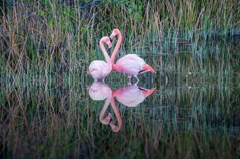 Pair of Greater Flamingos or American Flamingos (Phoenicopterus ruber)