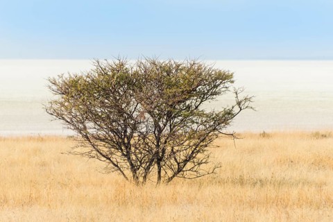 Acacia bush