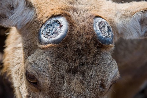 Red Deer (Cervus elaphus)