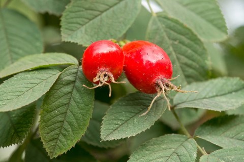 Rose hips and leaves