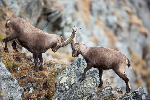Alpine Ibexes (Capra ibex)