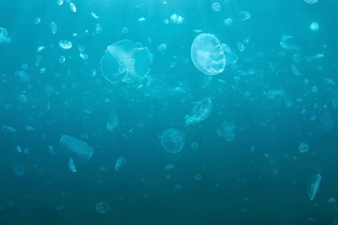 Moon Jelly