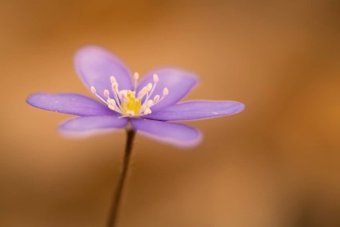 Hepatica or Liverwort (Hepatica nobilis)