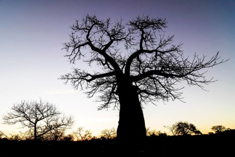 Baobab Tree (Adansonia digitata)