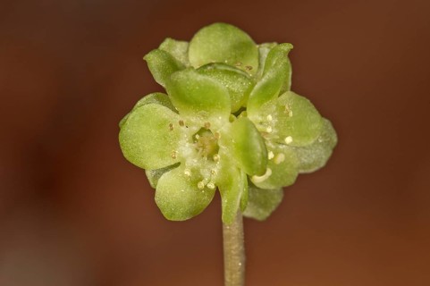 Moschatel (Adoxa moschatellina)