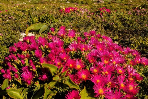 Livingstone Daisy (Dorotheanthus bellidiformis)