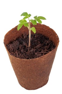 Tomato plant (Solanum lycopersicum) growing in a biodegradable pot