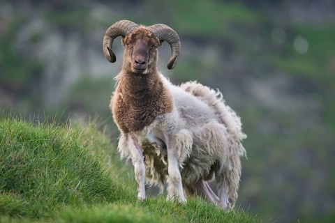 Ram