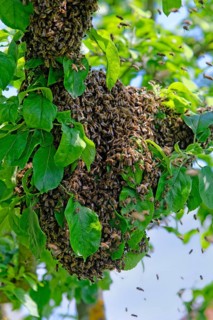 New colony of Honey Bees (Apis mellifera) on the trunk of an apple tree