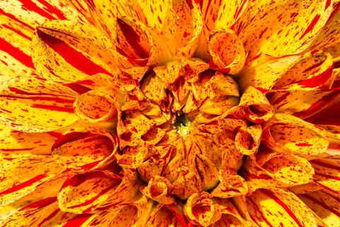 Dahlia (Dahlia sp.)
