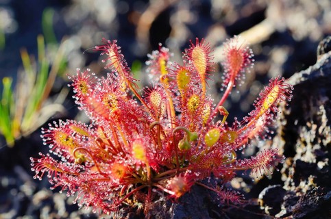 Oblong-leaved Sundew (Drosera intermedia)