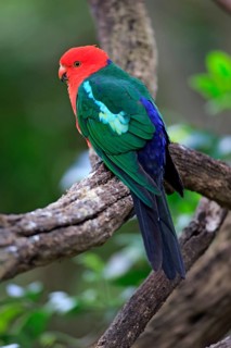 Australian King Parrot (Alisterus scapularis)