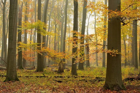 Beech forest (Fagus sylvatica) in autumn fog