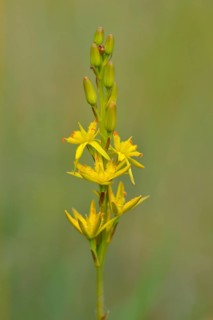 Bog Asphodel (Narthecium ossifragum)