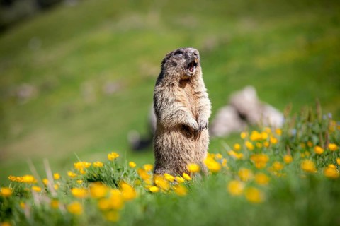 Alpine Marmot (Marmota marmota)