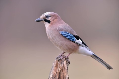Eurasian Jay (falco tinnunculus)