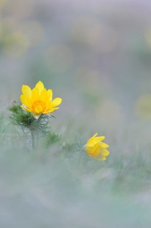 Pheasant's eye (Adonis vernalis)
