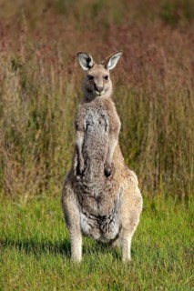 Eastern Grey Kangaroo (Macropus giganteus)