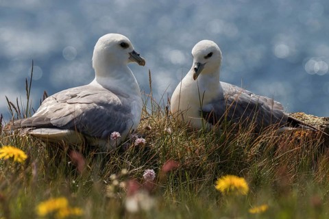 Two Northern fulmars (Fulmarus glacialis) sitting in the grass