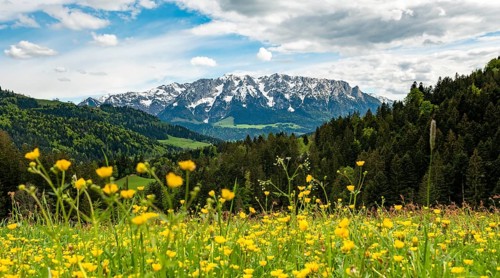 Yellow flower meadow in front of mountain panorama with mountain range Zahmer Kaiser