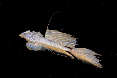 Sailfin Dragonet (Callionymus pusillus)