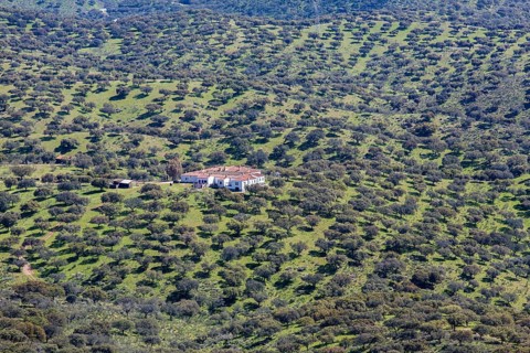 Dehesa of Extremadura