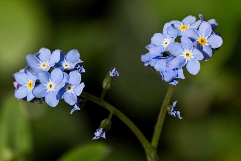 Forget-me-not (Myosotis sylvatica)