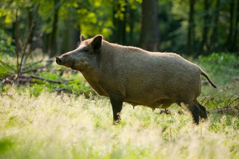 Wild boar (Sus scrofa)