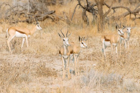 Small herd of Springboks (Antidorcas marsupialis)