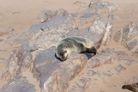 Young Brown Fur Seal or Cape Fur Seal (Arctocephalus pusillus) sleeping on a rock