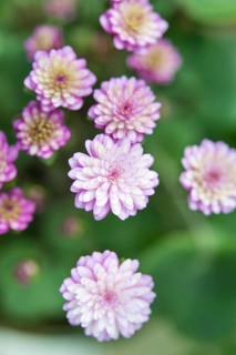 Pink-white Hepatica or Liverwort (Hepatica)