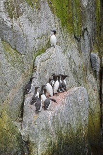 Thick-billed Murres (Uria lomvia) perched on cliffs