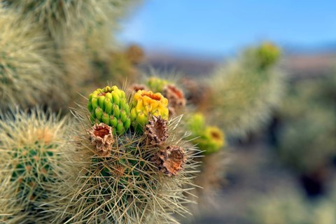 Flowering Cholla Cactus