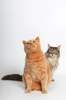 Two cats