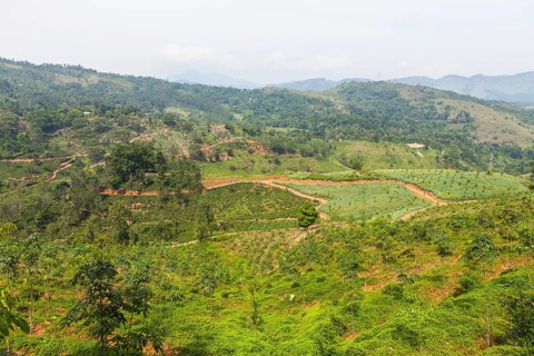 Pineapple fields