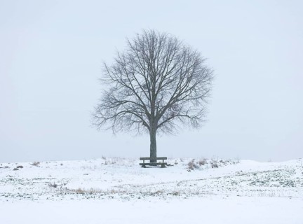 Lime Tree (Tilia spp.) and a wooden bench on a snow-covered field