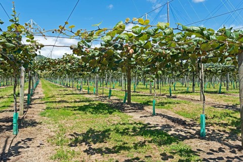 Kiwi fruits (Actinidia deliciosa)