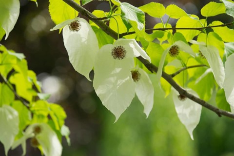 Handkerchief tree (Davidia involucrata) flowers and leaves