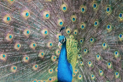 Indian Peafowl or Blue Peafowl (Pavo cristatus)