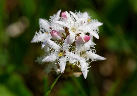 Bogbean (Menyanthes trifoliata)